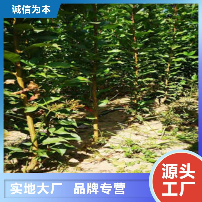 李子苗核桃苗专业厂家