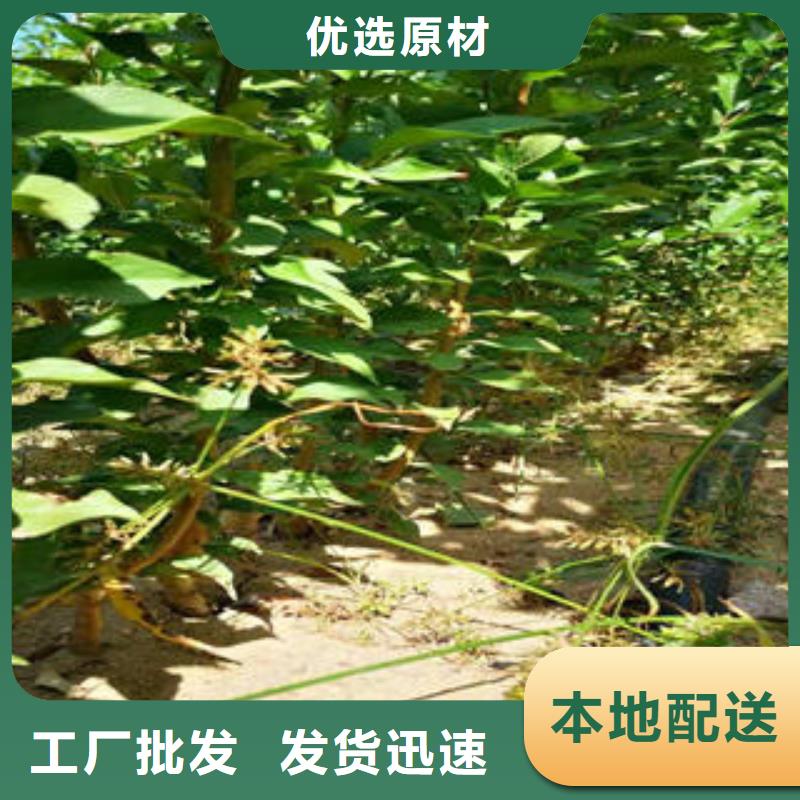 蓝莓苗-视频-蓝莓苗|铁岭市|西丰|昌图|辽阳|朝阳|抚顺|大连|沈阳|葫芦岛|营口