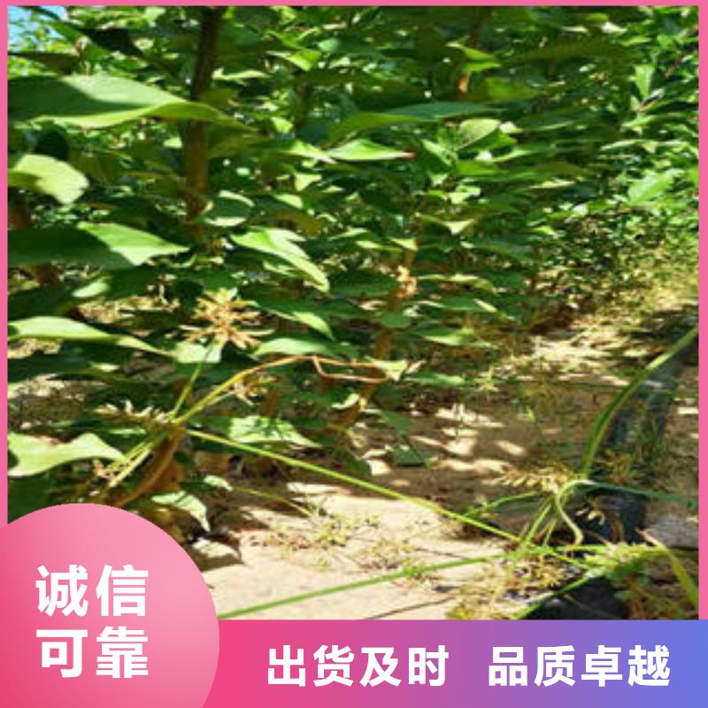 李子苗核桃苗专业厂家