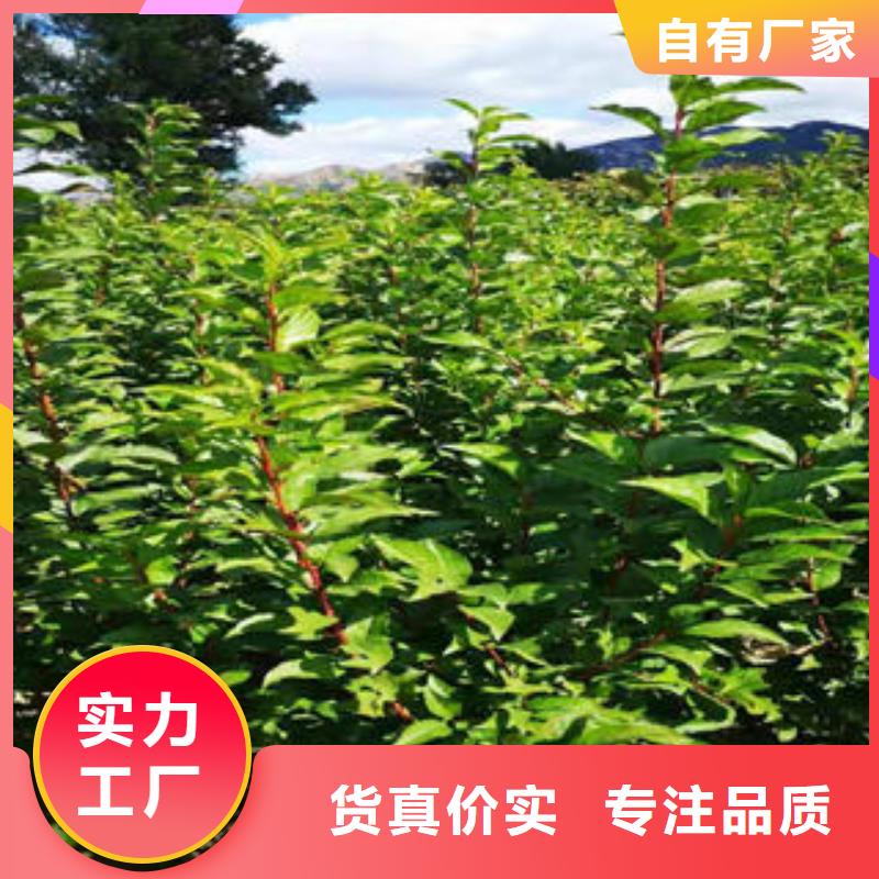 李子苗核桃苗专业厂家