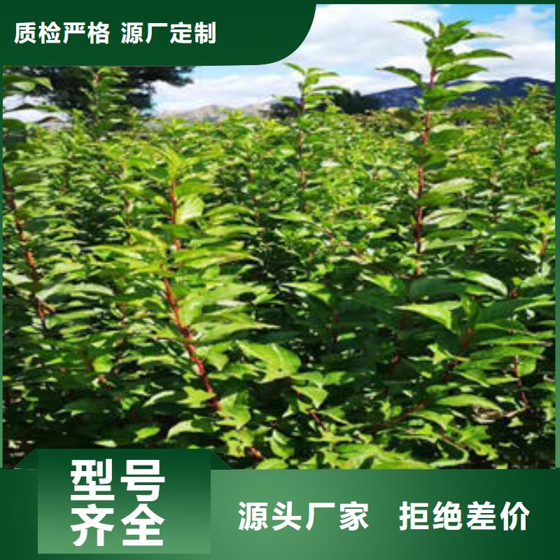 蓝莓苗-视频-蓝莓苗|铁岭市|西丰|昌图|辽阳|朝阳|抚顺|大连|沈阳|葫芦岛|营口