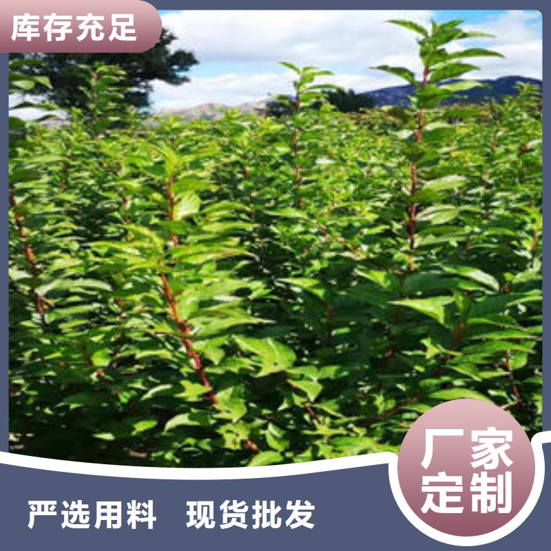 李子苗山楂苗产品性能