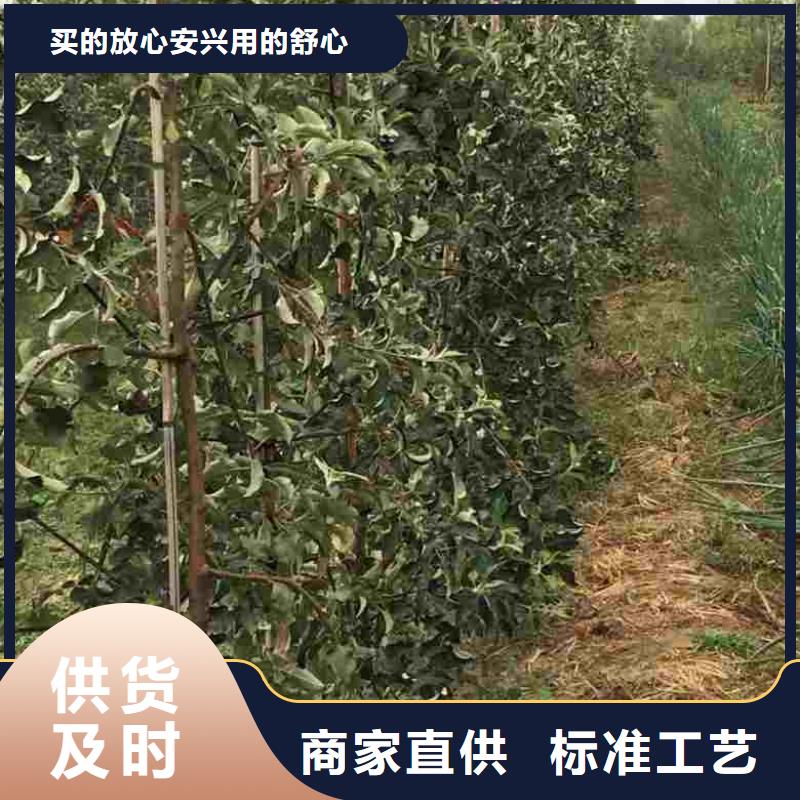 苹果苗花椒苗讲信誉保质量