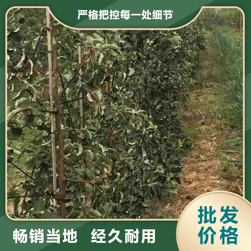 蓝莓苗-视频-山东省兴海蓝莓苗可服务区域东营|聊城|枣庄|潍坊|威海|济宁等