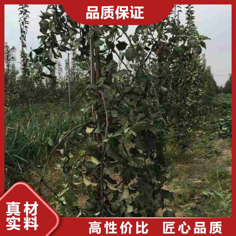 蓝莓苗-视频-山东省兴海蓝莓苗可服务区域东营|聊城|枣庄|潍坊|威海|济宁等