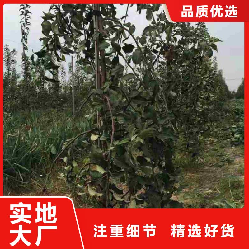 蓝莓苗视频-蓝莓苗|四川省自贡市|荣县|贡井|凉山|德阳|南充|绵阳|攀枝花