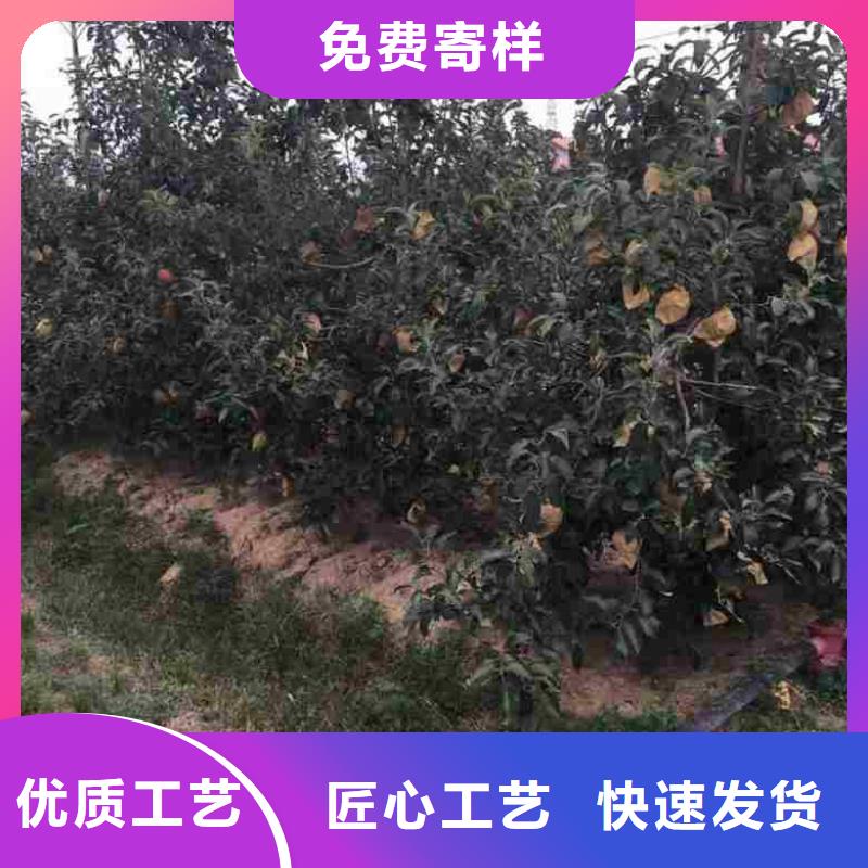 蓝莓苗视频-蓝莓苗|四川省自贡市|荣县|贡井|凉山|德阳|南充|绵阳|攀枝花