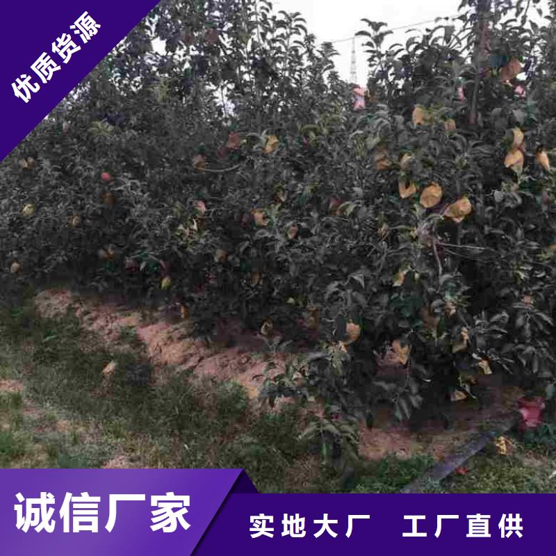 苹果苗【蓝莓苗】产品优良