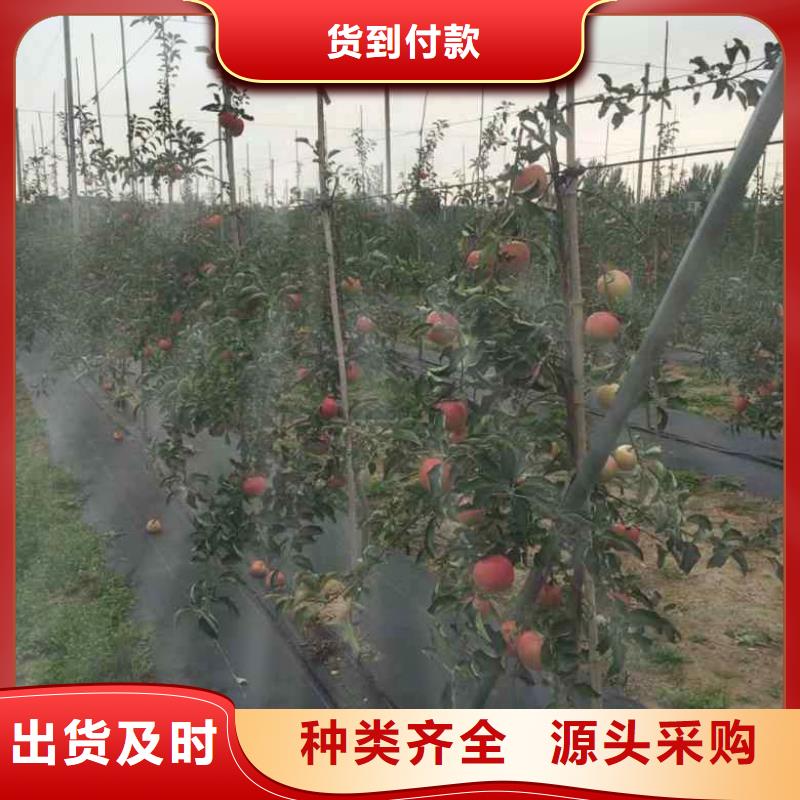 蓝莓苗-视频-山东省兴海蓝莓苗可服务区域东营|聊城|枣庄|潍坊|威海|济宁等