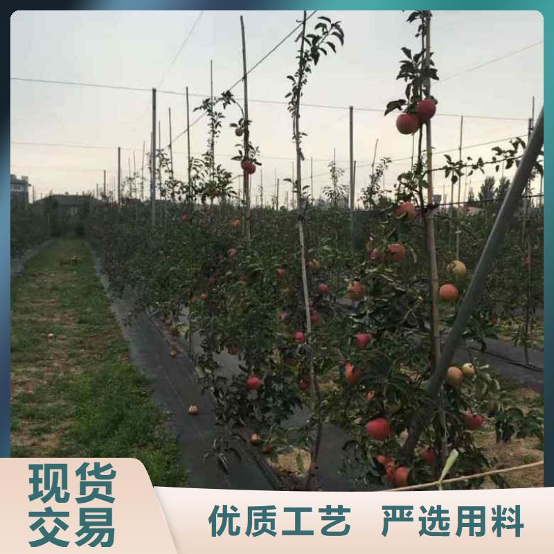【苹果苗】-桃树苗可定制