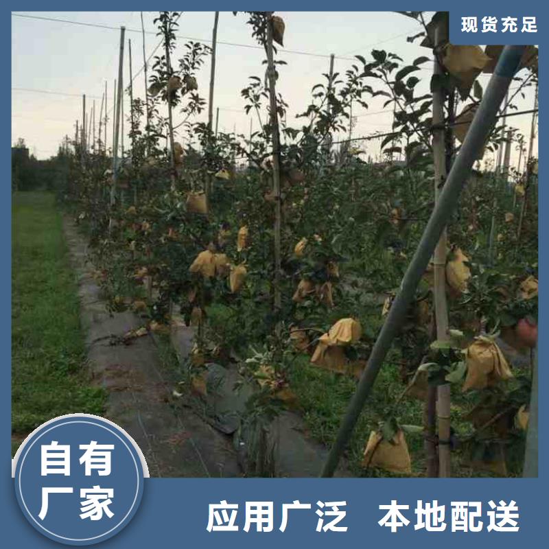 蓝莓苗-视频-山东省兴海蓝莓苗可服务区域东营|聊城|枣庄|潍坊|威海|济宁等