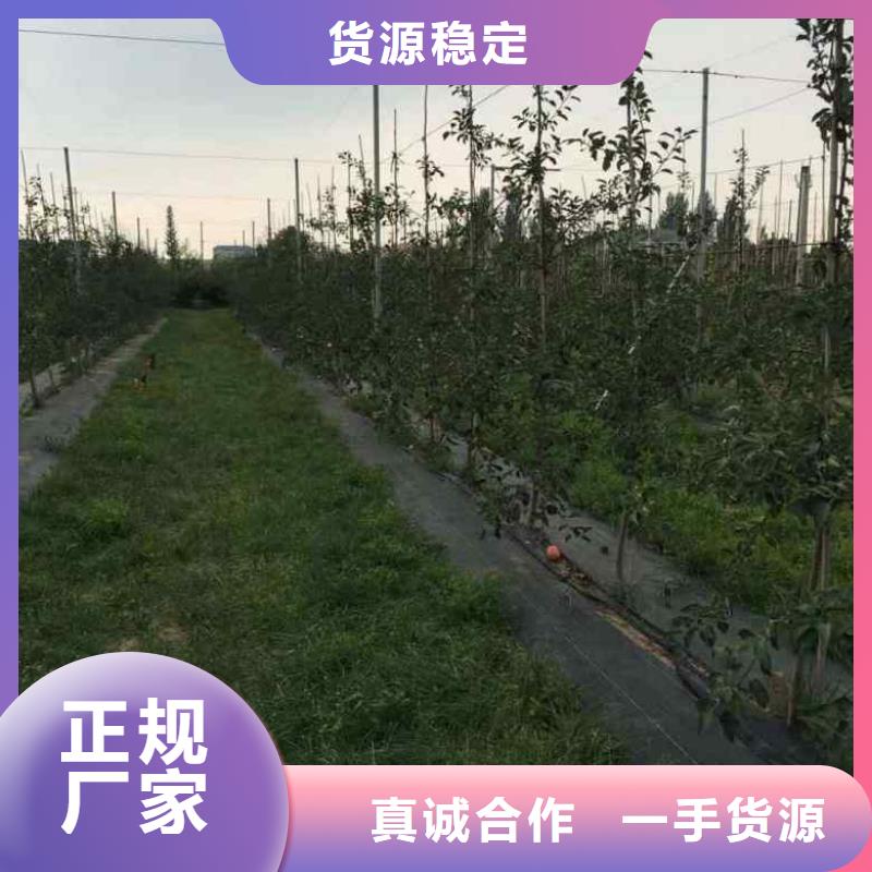 蓝莓苗视频-蓝莓苗|四川省自贡市|荣县|贡井|凉山|德阳|南充|绵阳|攀枝花