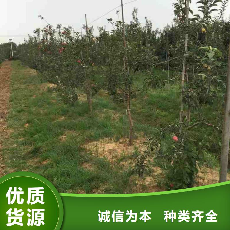 蓝莓苗视频-蓝莓苗|四川省自贡市|荣县|贡井|凉山|德阳|南充|绵阳|攀枝花