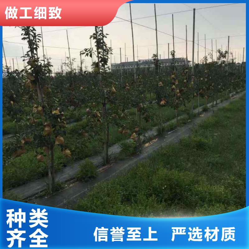 蓝莓苗视频-蓝莓苗|四川省自贡市|荣县|贡井|凉山|德阳|南充|绵阳|攀枝花