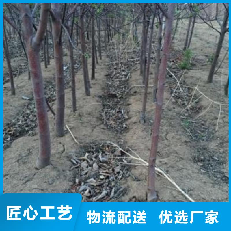 蓝莓苗-视频-山东省兴海蓝莓苗可服务区域东营|聊城|枣庄|潍坊|威海|济宁等