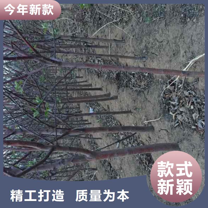 苹果苗山楂苗多种优势放心选择