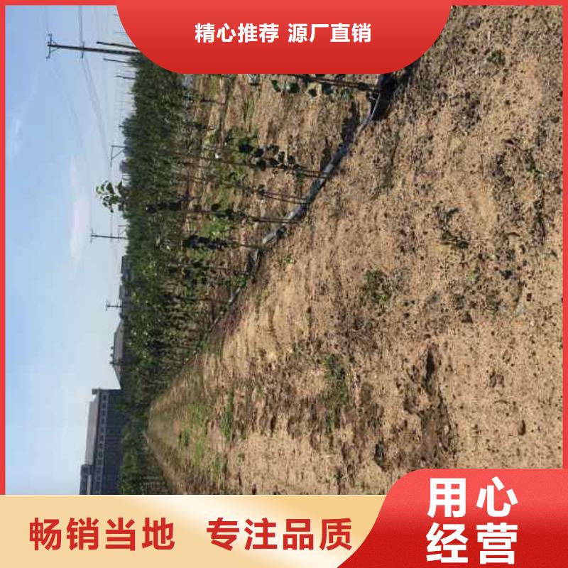 蓝莓苗-视频-山东省兴海蓝莓苗可服务区域东营|聊城|枣庄|潍坊|威海|济宁等