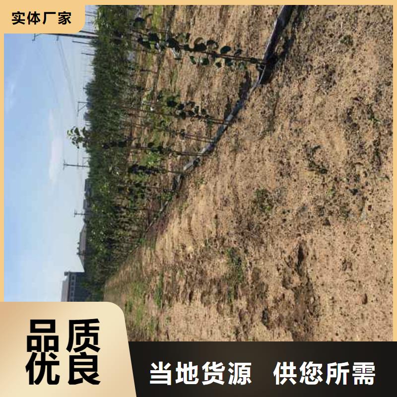 蓝莓苗视频-蓝莓苗|四川省自贡市|荣县|贡井|凉山|德阳|南充|绵阳|攀枝花