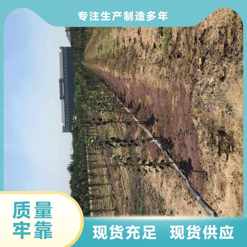 苹果苗【蓝莓苗】产品优良