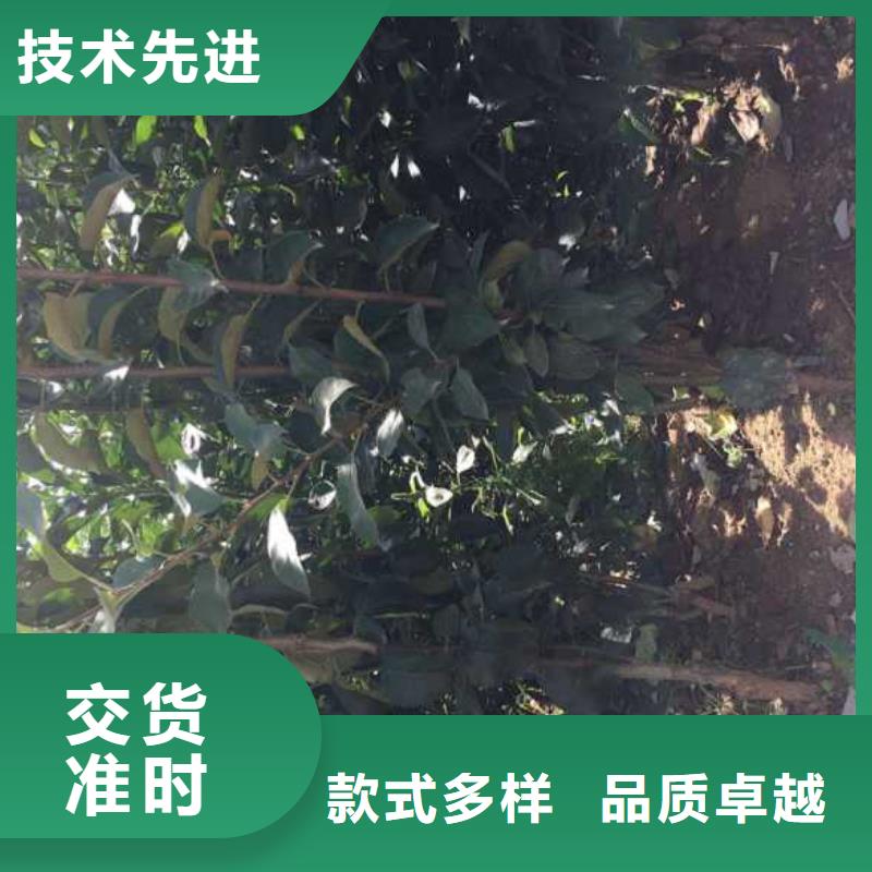 蓝莓苗视频-蓝莓苗|四川省自贡市|荣县|贡井|凉山|德阳|南充|绵阳|攀枝花