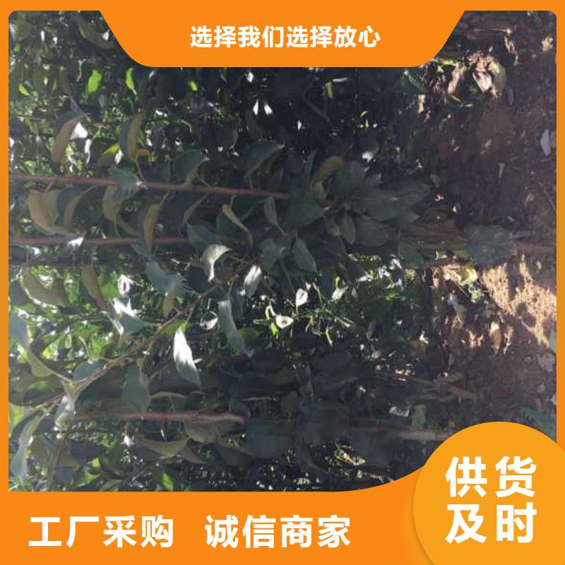 苹果苗山楂苗多种优势放心选择
