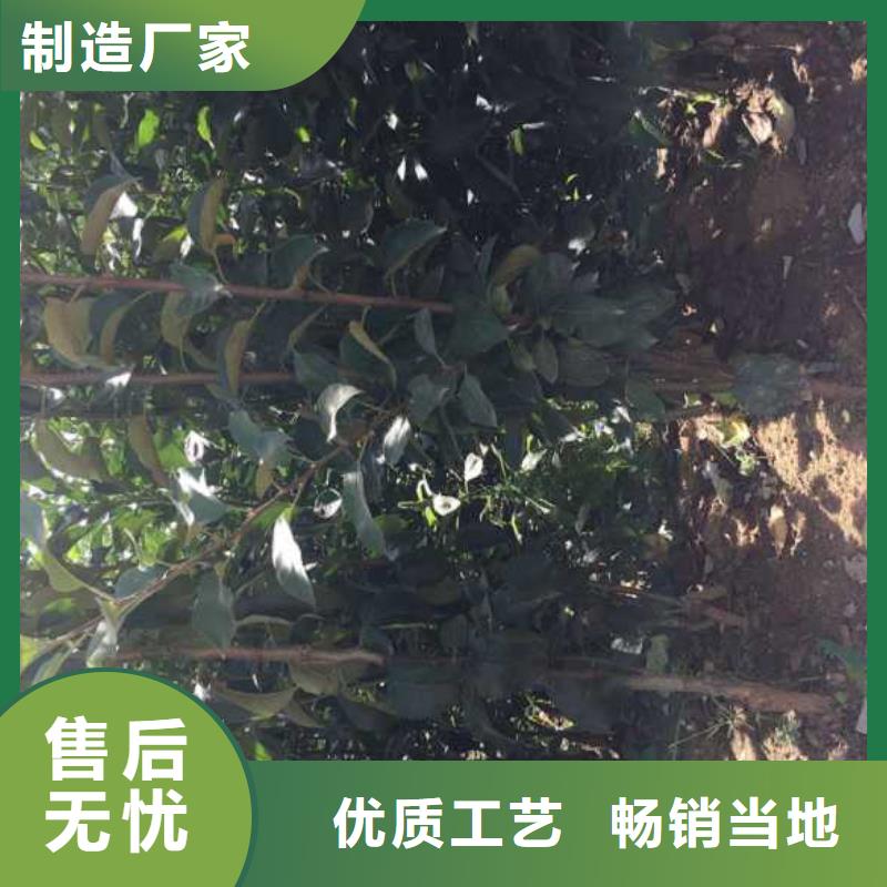 苹果苗【蓝莓苗】产品优良