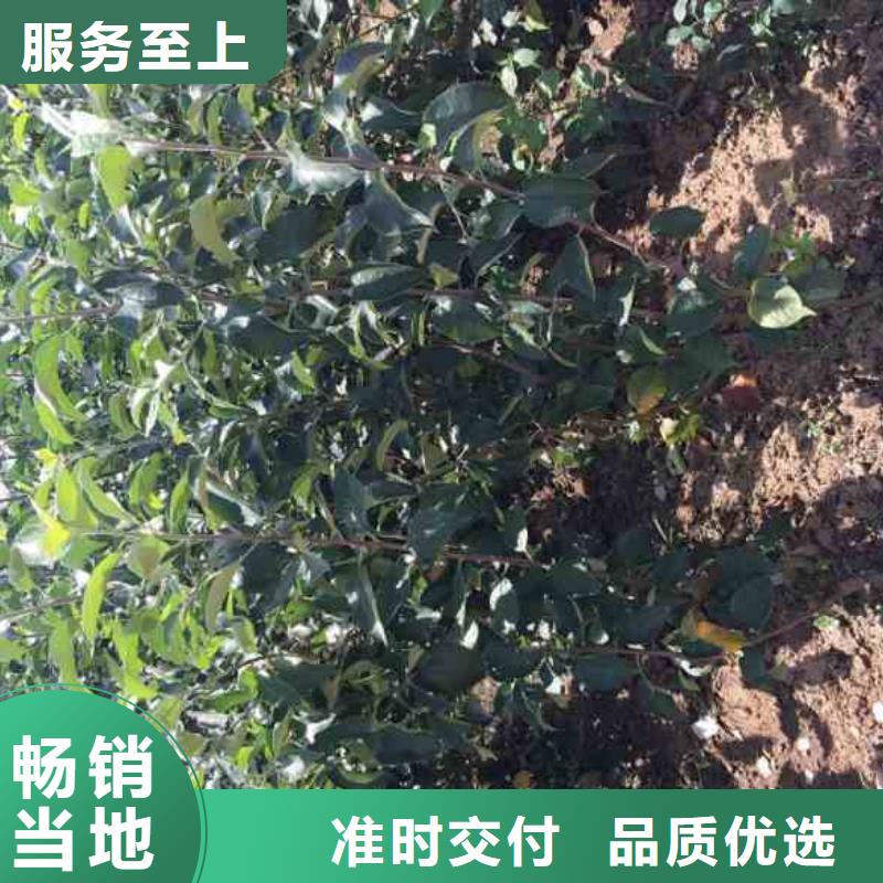 蓝莓苗视频-蓝莓苗|四川省自贡市|荣县|贡井|凉山|德阳|南充|绵阳|攀枝花