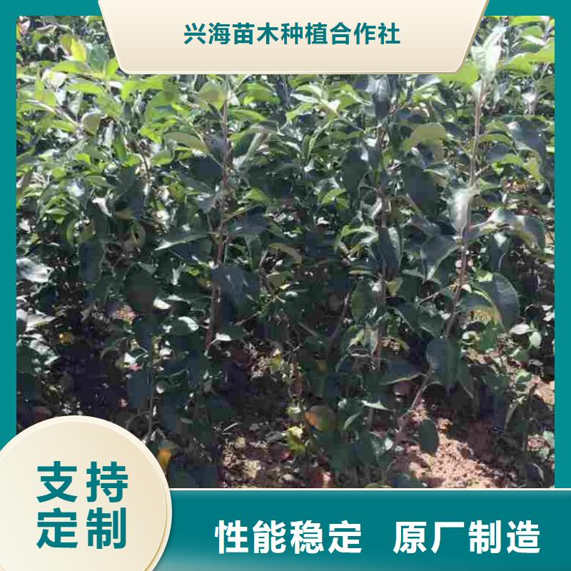 蓝莓苗-视频-山东省兴海蓝莓苗可服务区域东营|聊城|枣庄|潍坊|威海|济宁等