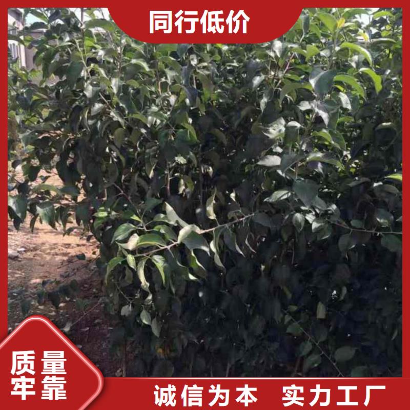 苹果苗花椒苗讲信誉保质量