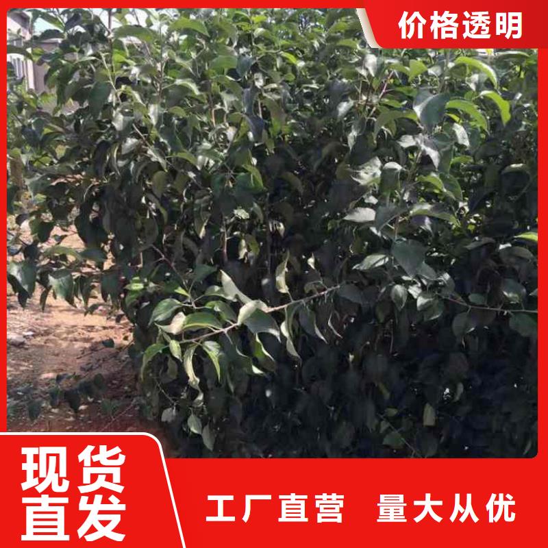 【苹果苗】-桃树苗可定制