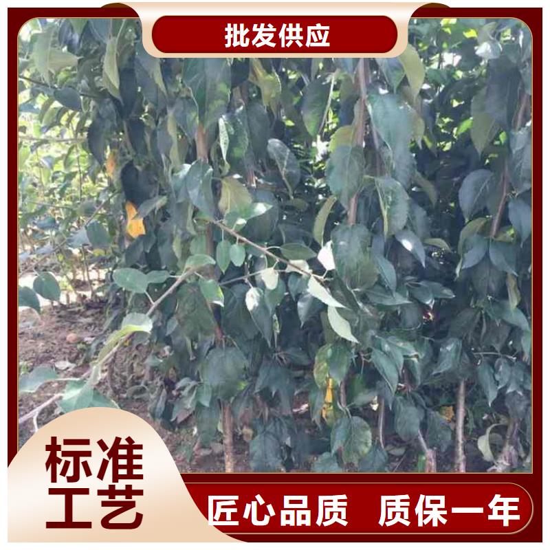 苹果苗山楂苗多种优势放心选择