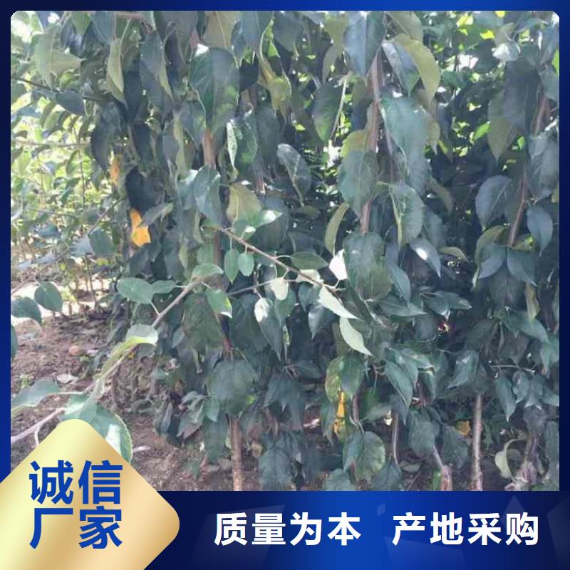 蓝莓苗-视频-山东省兴海蓝莓苗可服务区域东营|聊城|枣庄|潍坊|威海|济宁等