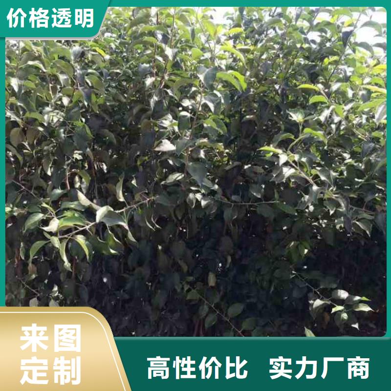 蓝莓苗视频-蓝莓苗|四川省自贡市|荣县|贡井|凉山|德阳|南充|绵阳|攀枝花