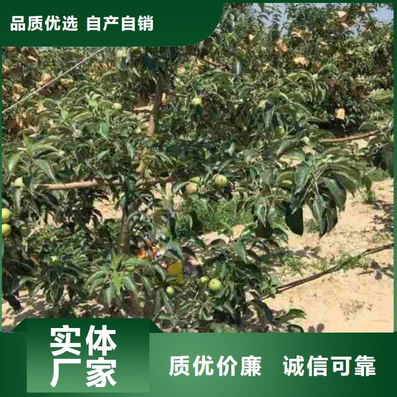 蓝莓苗视频-蓝莓苗|四川省自贡市|荣县|贡井|凉山|德阳|南充|绵阳|攀枝花