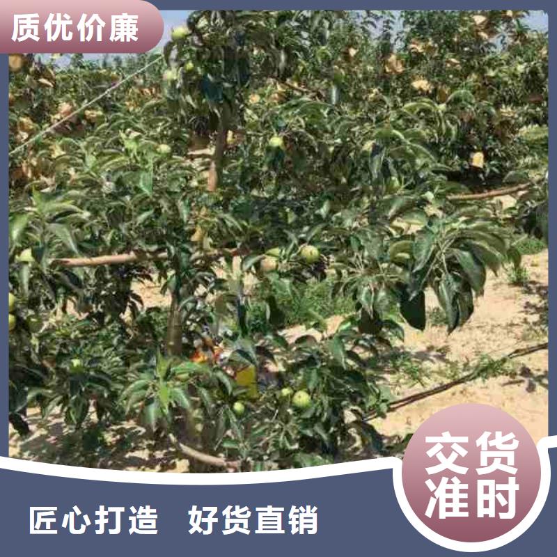 蓝莓苗-视频-山东省兴海蓝莓苗可服务区域东营|聊城|枣庄|潍坊|威海|济宁等
