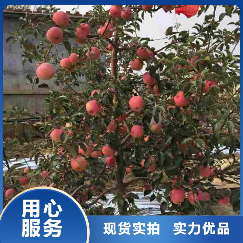蓝莓苗视频-蓝莓苗|四川省自贡市|荣县|贡井|凉山|德阳|南充|绵阳|攀枝花