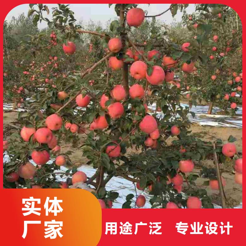 苹果苗花椒苗讲信誉保质量