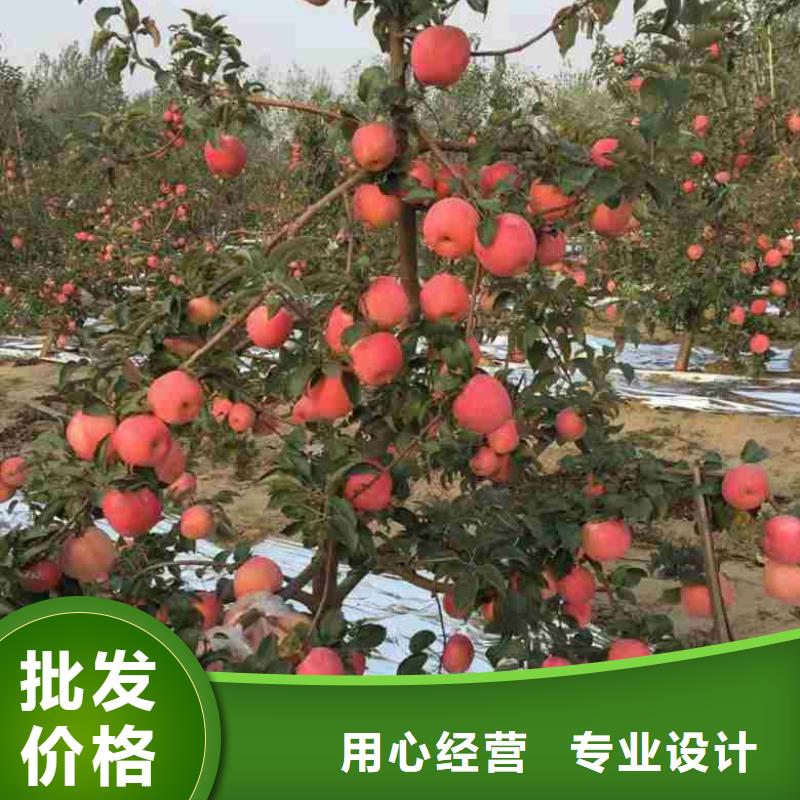 苹果苗山楂苗多种优势放心选择