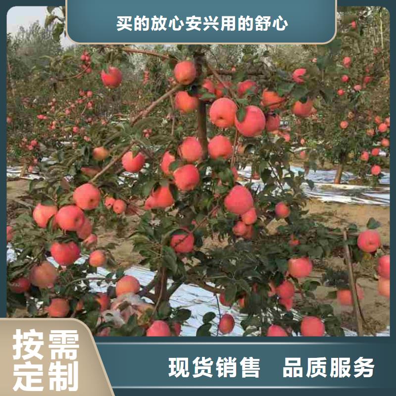 蓝莓苗-视频-山东省兴海蓝莓苗可服务区域东营|聊城|枣庄|潍坊|威海|济宁等