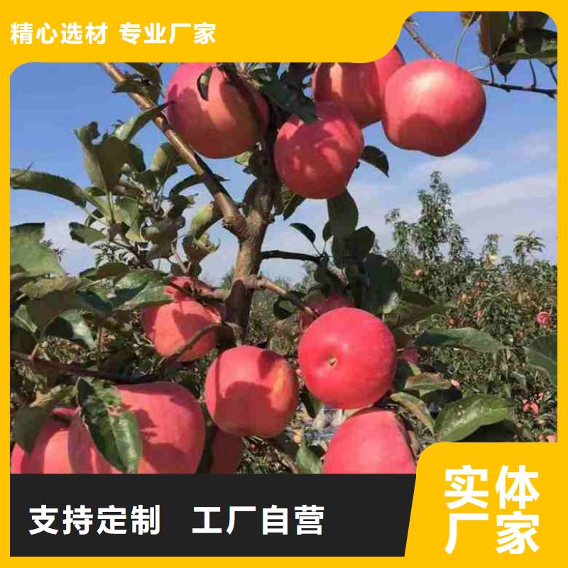 苹果苗山楂苗多种优势放心选择