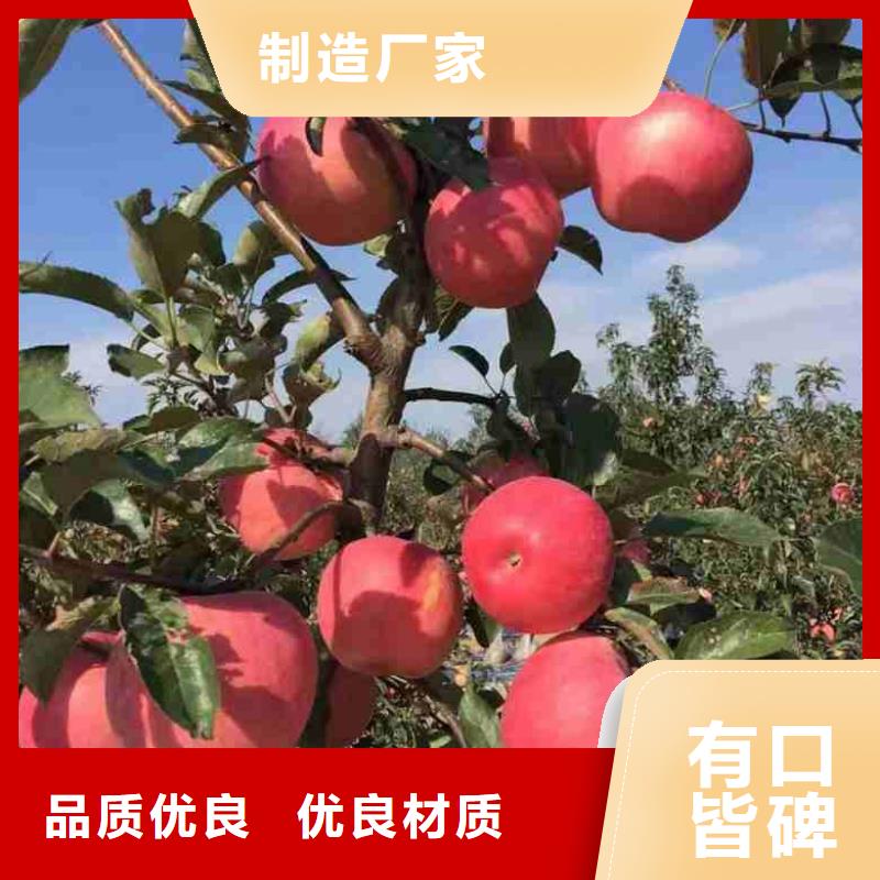 苹果苗【蓝莓苗】产品优良
