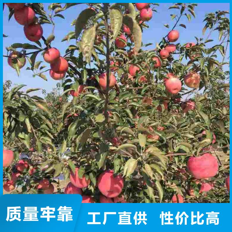 蓝莓苗-视频-山东省兴海蓝莓苗可服务区域东营|聊城|枣庄|潍坊|威海|济宁等