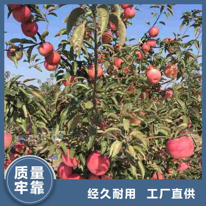 苹果苗山楂苗多种优势放心选择