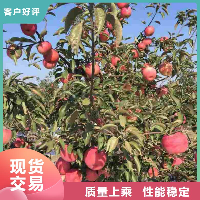 苹果苗山楂苗多种优势放心选择