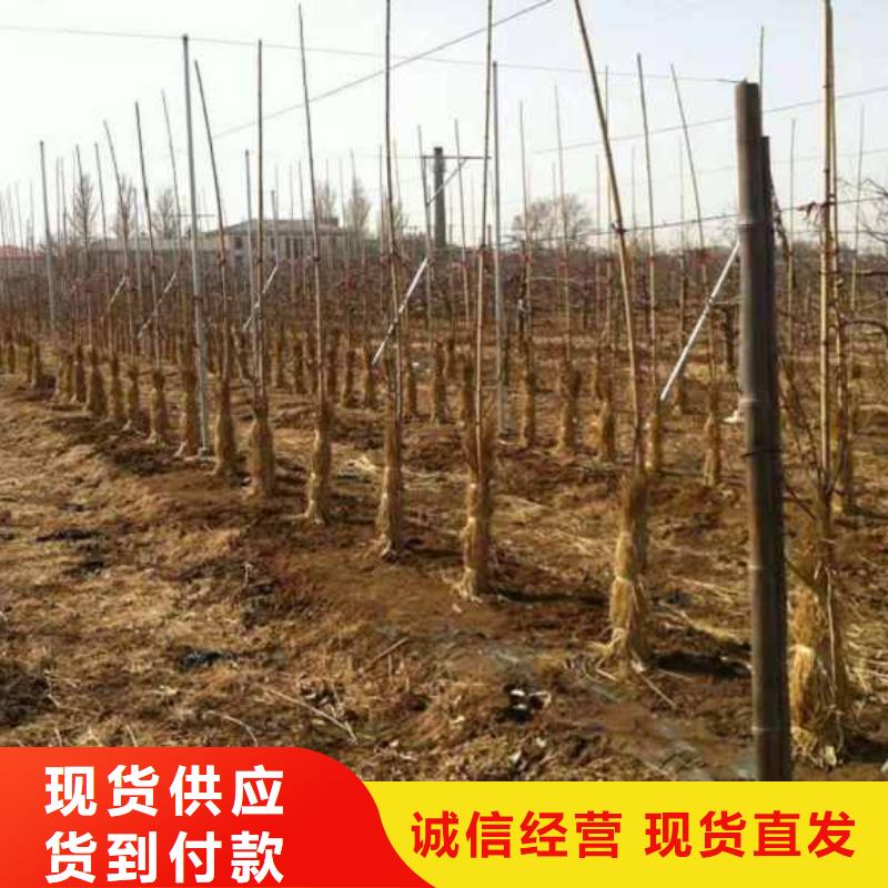 苹果苗山楂苗多种优势放心选择