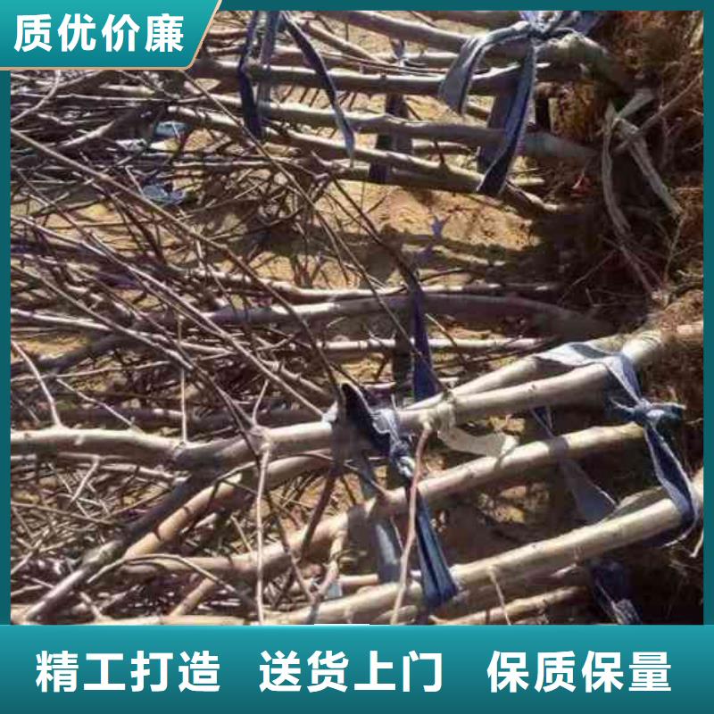 苹果苗山楂苗多种优势放心选择