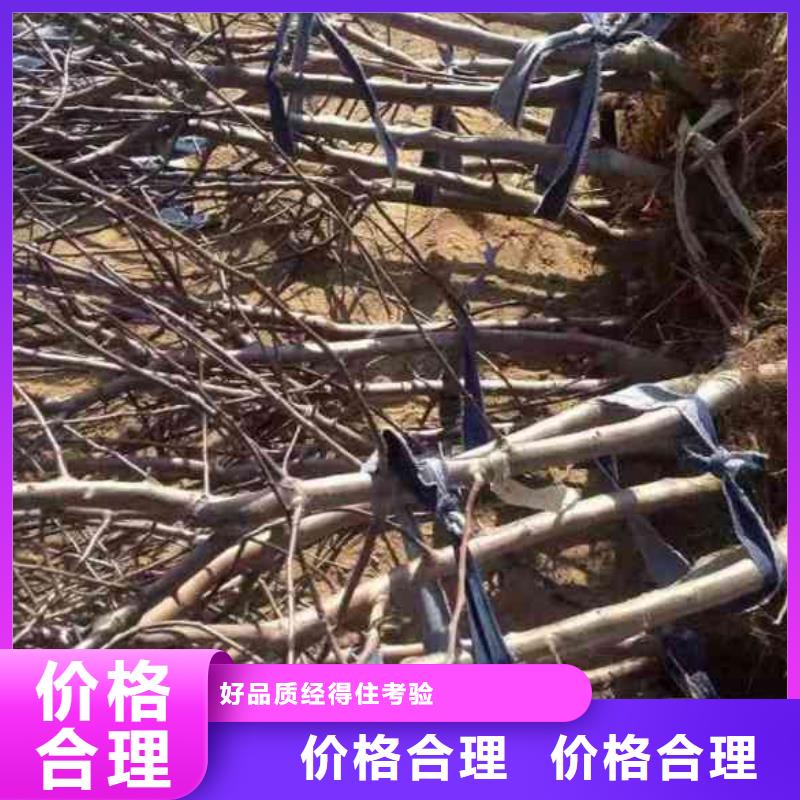 苹果苗山楂苗多种优势放心选择