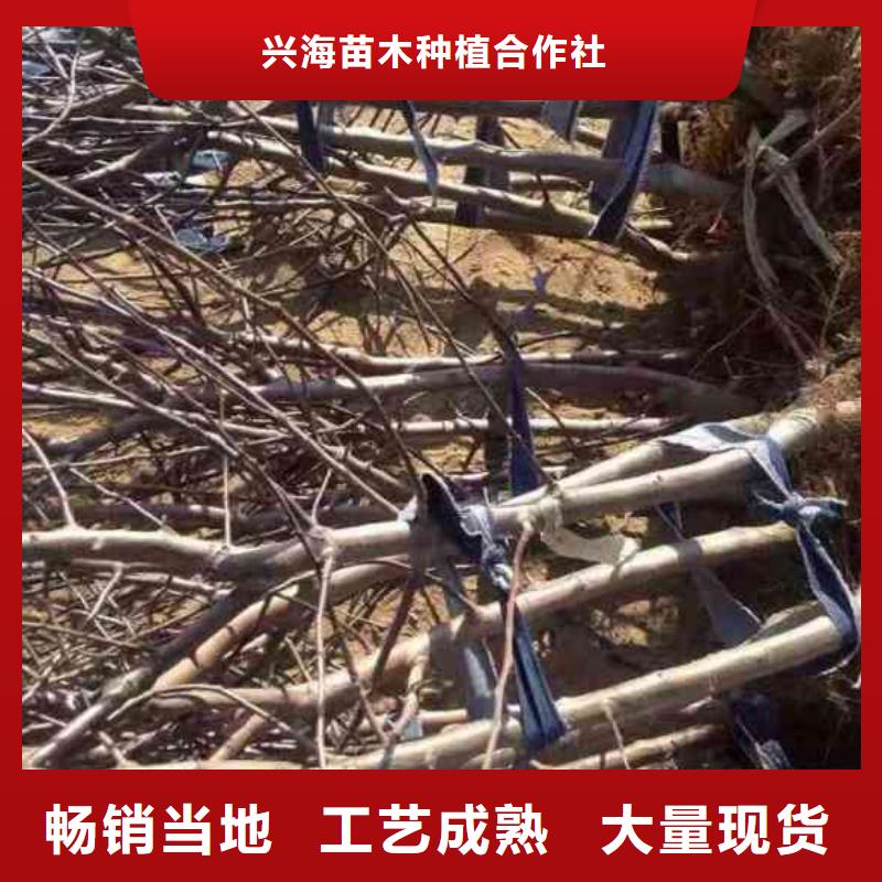 蓝莓苗视频-蓝莓苗|四川省自贡市|荣县|贡井|凉山|德阳|南充|绵阳|攀枝花
