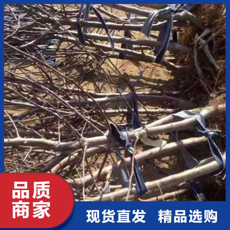 【苹果苗】-桃树苗可定制