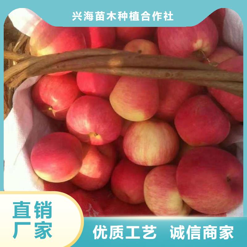 苹果苗山楂苗多种优势放心选择